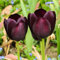 6 StüCk Tulpenzwiebeln Winterhart MehrjäHrig Lila Schwarz Tulpen Zierlauch Zwiebeln Tulpe Blumenzwiebeln MehrjäHrig Winterhart Garten Blumen Tulipa Exotische Blumen FüR Balkon Gartengeschenk