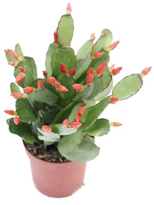Cactus de Navidad Color Rojo | DECOALIVE | Schlumbergera | Planta Natural | Planta de la Navidad | Flor de Pascua