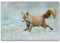 Paul Sinus Art Leinwandbilder | Bilder Leinwand 120x80cm rennender Fuchs