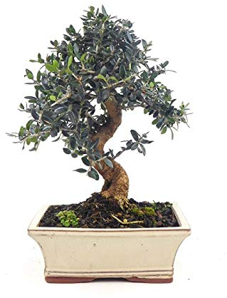 BONSAI OLIVO ACEBUCHE DE 9 AÑOS