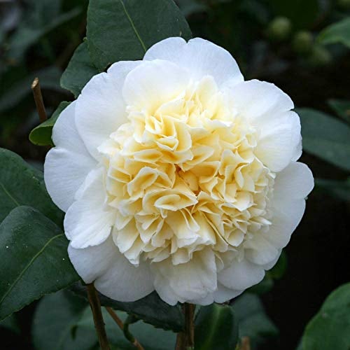 Thompson & Morgan Hardy Spring Summer Flowering Evergreen Shrubs for The Garden, Camellia ‘Brushfield’s Yellow’, Garden Plants Easy to Grow, for Patio and Containers 1 x 3 Litre Pot