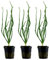 AquaOne Aquarium Pflanze 3 Stück Crinum calamistratum I Wasserpflanze Aquariumpflanze Knolle/Zwiebel voll durchwurzelt einfach pflegeleicht Aquascaping Dekoration