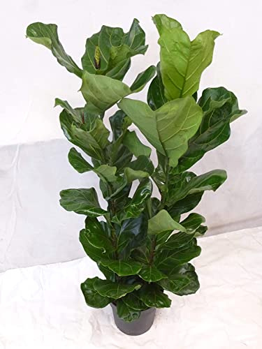[Palmenlager] - XL Ficus lyrata 2er Tuff 140 cm - Geigenfeige // Topf 27 cm Ø/Zimmerpflanze
