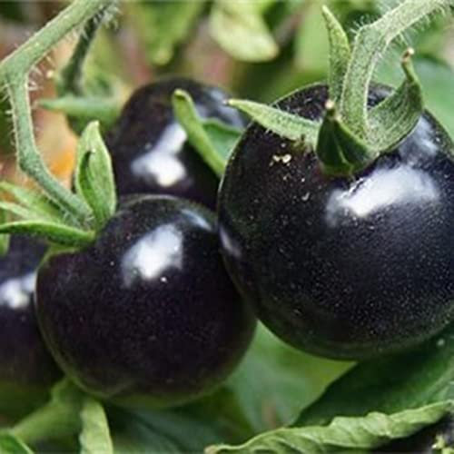 100 Stück Black Cherry Tomatensamen – Heirloom Tomatensamen, Nicht-GVO, Reich an Geschmack – Tomatensamen zum Pflanzen im Garten (Schwarz)