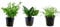 Tropica Nano Set mit 3 einfachen kleinen Topf Pflanzen Aquariumpflanzenset Nr.6 Wasserpflanzen Aquarium Aquariumpflanzen