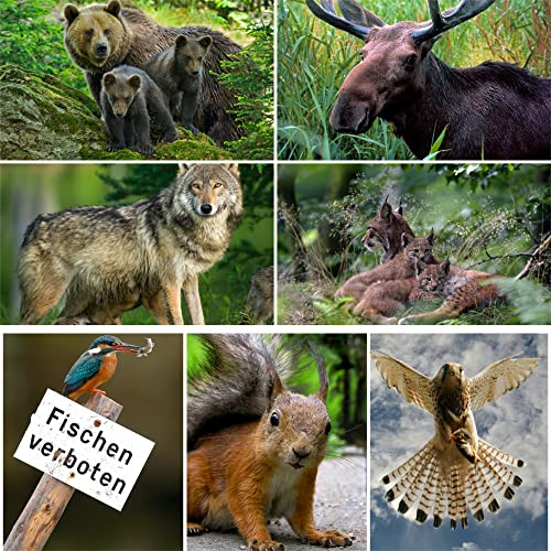 Edition Colibri TIERE EUROPAS (Set 2) 3 D-Postkarten-Set: 7 x Lentikular-Postkarten u.a. von Wolf, Luchs, Elch und Braunbär