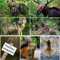 Edition Colibri TIERE EUROPAS (Set 2) 3 D-Postkarten-Set: 7 x Lentikular-Postkarten u.a. von Wolf, Luchs, Elch und Braunbär
