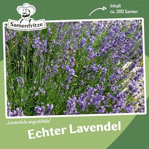 Echter Lavendel ca. 300 Samen - Lavandula angustifolia, kann 20 bis 30 Jahre alt werden