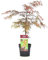 Plant in a Box - Acer palmatum 'Garnet' - Érable du Japon - Résistant au froid - Pot 19cm - Hauteur 60-70cm