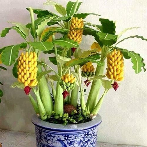 100 Unids Raras Semillas de Árbol de Plátano Enano Mini Bonsai Exóticas Plantas de Frutas de Jardín para la Plantación de Jardín