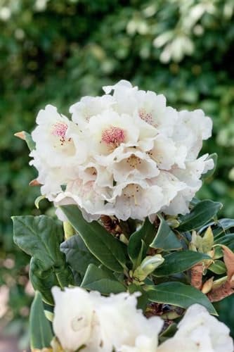 Rhododendron Taliense mB, 40-50cm - Winterharte Garten-Alpenrose, Blühfreudige Zierpflanze, Pflegeleicht