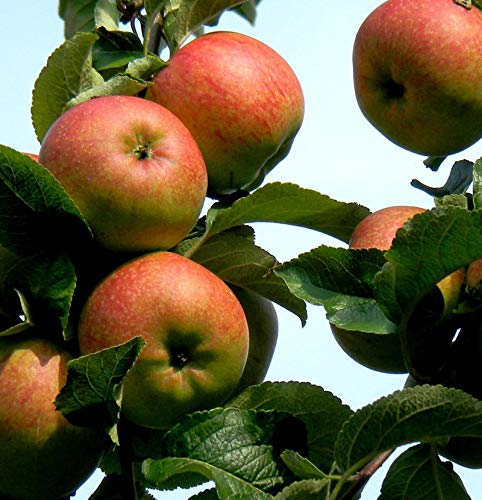 Apfelbaum Freiherr von Berlepsch 60-80cm - vitaminreich und fest