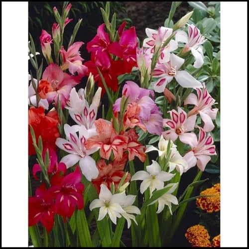 Excellent Display/Greening Flower/Gladiolus Bulbs for Planting/Cut Flowers/Good for Containers/Natural Organic-15 Bulbs-B