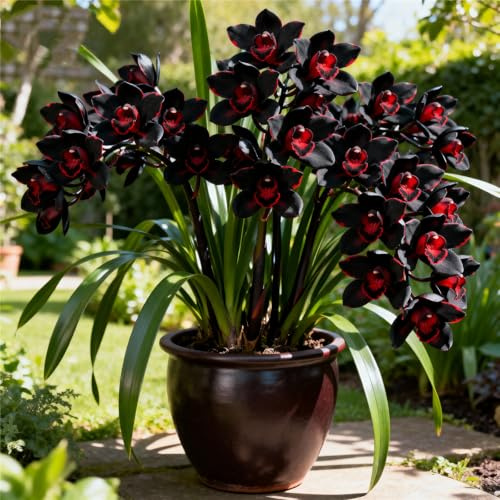 Cymbidium Orchid bulbi,perenni,Orchidea del cymbidium,pianta vera,Ambiente paesaggistico,Decorazione del giardino,cymbidium (non fiori artificiali)-5pc-F