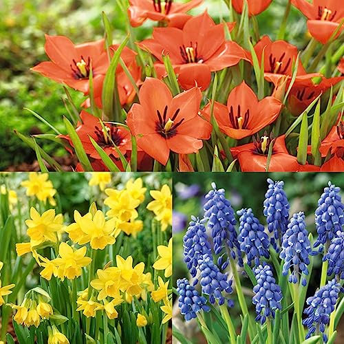 Rockery Combination Pack – Colourful Display of Annual & Perennial – Easy to Grow Flowing Plants – Especially for Rockeries – for Your Beautiful Garden