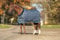 Horseware Rhino Org Stalldecke VL Heavy 69 Navy Check