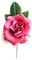 Flores Flamencas Medianas Adorno de Pelo Típico Flor Baile Flamenco, Ferias de Abril y Romerías Flores Flamencas para el Vestido de Flamenco, Flor Flamenca Fucsia Ø13cm