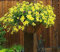 Vision4ever 90 Seeds Bur Marigold - Seeds - Bidens Aurea - Arizona Beggarticks - Hanging Baskets - Bur Marigold Flower Seeds for Planting Garden Yard Patio
