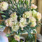 nelken samen mehrjährig - Dianthus caryophyllus - winterharte kübelpflanzen bartnelken samen balkonblumen topfpflanzen draußen winterhart bodendecker winterhart kübelpflanzen 30pcs