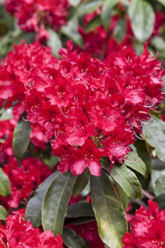 Rhododendron Hybr. 'Red Jack' 60-70 cm - Rhododendron, leuchtend rote Blüten, Blütezeit Mai-Juni, ideal für Halbschatten, immergrün, winterhart