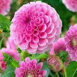 Dahlia 'Stolze Von Berlin' Pink Flowering Bulb