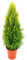POWERS TO FLOWERS - CIPRESSO WILMA XXL Vaso24, altezza 120cm, pianta Vera