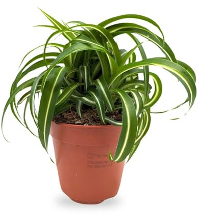 Chlorophyttum Bonnie - Spider Plant 20cm (12cm Nursery Pot)