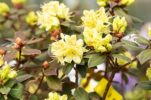 Rhododendron hanceanum 'Princess Anne' 25-30 cm - Zwerg-Rhododendron, gelbe Blüten, Blütezeit April-Mai, ideal für Kübel, winterhart und pflegeleicht