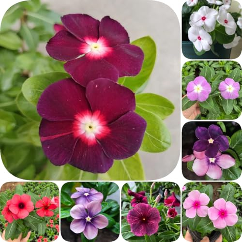 550 pcs Samen Bodendecker Winterhart Immergrün, blumensamen gastgeschenk Immergrün Samen, winterharte kübelpflanzen blumensamen balkon gärtner geschenke pflanztopf flowers winterharte