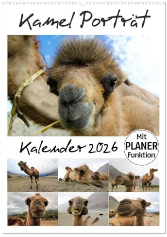 Kamel Porträt (Wandkalender 2026 DIN A2 hoch), CALVENDO Monatskalender: Der etwas andere Tierkalender jetzt als Familienplaner (CALVENDO Tiere)