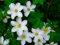Clematis Hybride 'Apollonia' im Topf gewachsen 60-100cm mit weißen Blüten