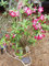 Wüstenrosen Mix 5 Samen -Adenium- ☆☆☆ Viele verschiedene Blütenfarben ☆☆☆