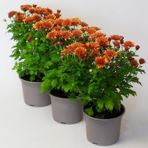 3 x Chrysanthemum Garden mums - Plants Outdoor Garden Ready, in 10.5cm Pots, Outdoor Perennial All Year Round (Orange)