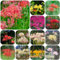 mix di cipolle e fiori rossi giardino erbe aromatiche piante esotiche piante in vaso, bulbi di giglio ragno piante perenni resistenti e perenni pianta d'appartamento bulbi di 6pcs