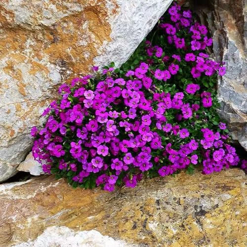 300 pcs blaukissen samen blaukissen winterhart mehrjährig pflanze blaukissen pflanzen blumenwiese pflanzen samen winterharte pflanzen für garten geschenke für gartenliebhaber blumensamen