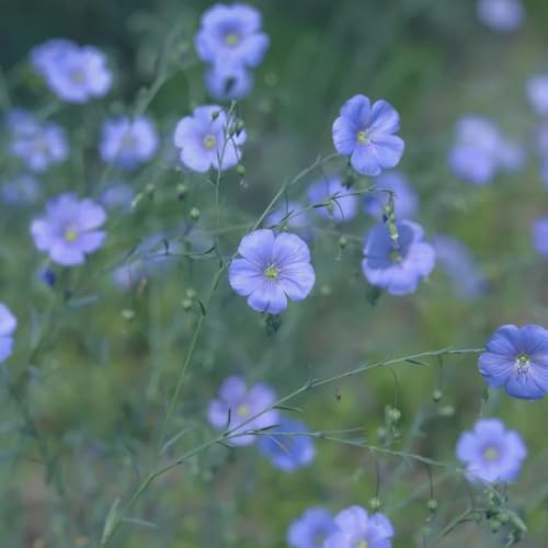 Lein blau - stauden winterhart mehrjährig Flachs, Linum perenne, steingartenpflanzen winterhart seltene blumenwiese 100Samen
