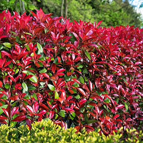 Rote Glanzmispel 'Devil's Dream®' Photinia fraseri immergrün Heckenpflanze leuchtend roter Austrieb (Im 5 Liter Topf 60-80 cm)