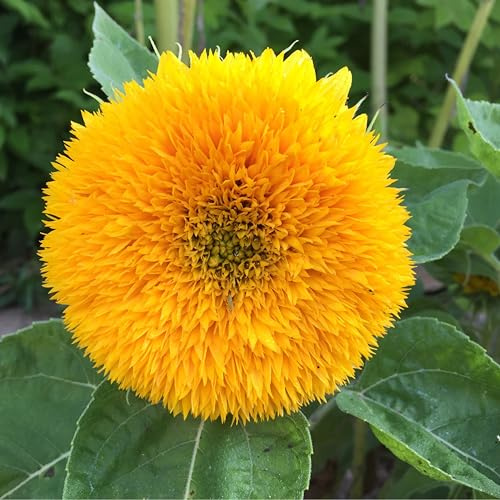 50 Samen der gefüllten, gold-gelben Sonnenblume, Sorte Sonnengold viele kleine Blüten, Helianthus Sonnenblumensamen Saatgut, gelbe volle Blüten, Bienenmagnet Sonnen Blumen, Garten Geschenk