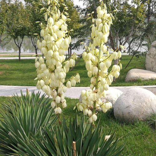 100 pcs yucca palmlilie winterhart samen - stauden winterhart mehrjährig, pflanzen balkon (Yucca filamentosa) geschenk garten, bienenweide bio saatgut, stauden winterhart zimmerpflanze,