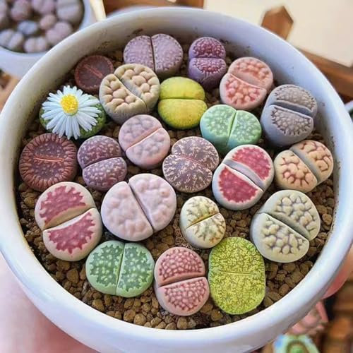 30 piezas mezcla de semillas de lithops regalos de decoración de balcón para los amantes del jardín piedras vivas, carnívoras plantas en maceta resistentes al exterior macetero