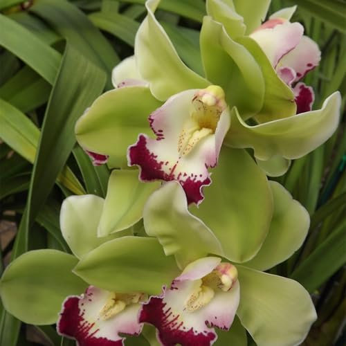 Cymbidium-Bulbos De Phalaenopsis, Resistente Al FríO, Calas Bulbos Bulbos, Cymbidium Orchidee, AromáTicas De Cymbidium-Decorativo, Bulbos De Orquidea -3bulbos-H