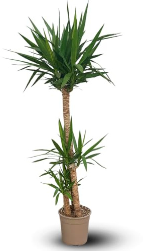 Attitude Jardin - Yucca elephantipes - peu d'entretien - 170-190 cm - ⌀ 30 cm - plante d'intérieur