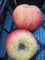 Malus Biesterfelder Renette - Herbstapfel - Apfelbaum