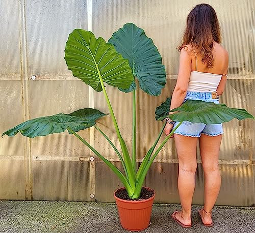 POWERS TO FLOWERS - ALOCASIA, ORECCHIE D'ELEFANTE, VASO 24CM DIAMETRO, ORECCHIE D'ELEFANTE, pianta vera