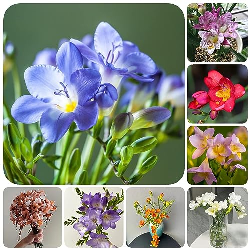 5 Pcs Freesien Zwiebeln Kaufen, Echte Pflanzen Für Drinnen, Gartendeko Für Draußen Freesien Im Topf, Deko Wohnzimmer, Blumenzwiebeln Frühblüher Hydrokultur Pflanzen, Winterharte Stauden