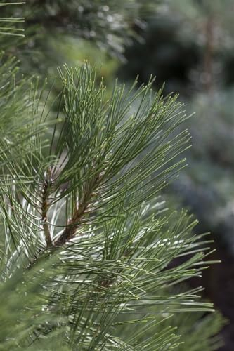 Pinus nigra 'Nana' 100-125 cm - Schwarzkiefer, kompakte Form, immergrün, ideal für Steingärten und Kübel, winterhart und pflegeleicht