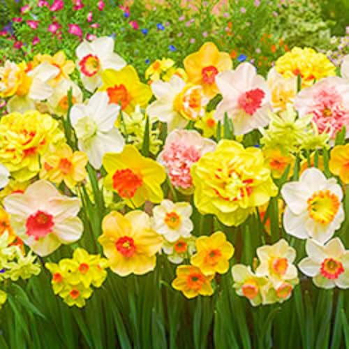 (Narciso Fiore Bulbi,Bulbi Di Narcisi Nani,Narciso Bulbi,Narcisi Bulbi Mix,Bulbi Narcisi)-Fiori Da Giardino-10bulbi-d