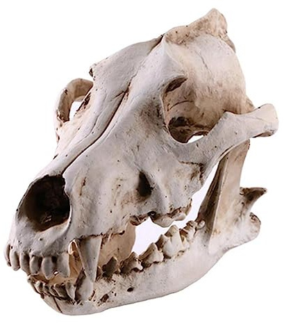 Wolf Schädel aus Kunstharz, Wolfskelett, Modell, Halloween-Party-Dekoration, Wolfskopf, Modellfigur