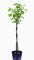 Fanbäumchen® Mönchengladbachbäumchen, Stämmchen, Gartenpflanze, naturgegebene Rindenfarbe, Mönchengladbach Fanartikel, ganzjährig pflanzbar & winterhart
