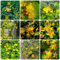 100 pcs johanniskraut pflanzen samen - pflanzen deko gartensamen bodendecker winterhart mehrjährig, kübelpflanzen balkonpflanzen winterhart samen zimmerpflanzen winterharte pflanzen